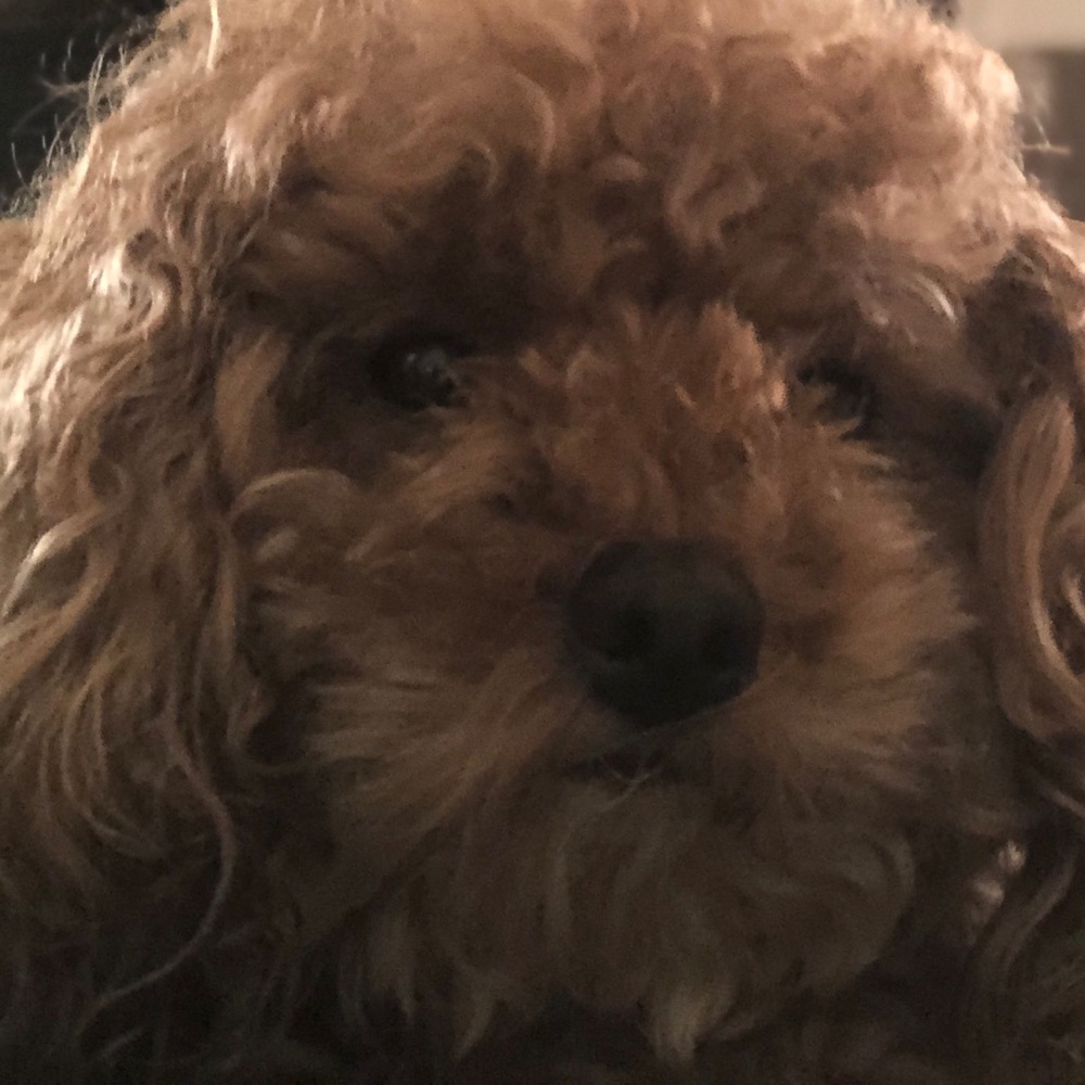 Meet your Posher, Marlene